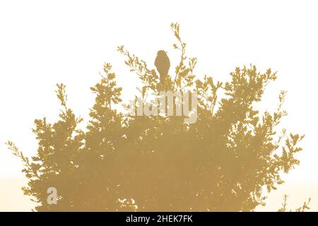 Ein gewöhnlicher Turmfalken (Falco tinnunculus), der auf einem von der Sonne beleuchteten Baum thront. Stockfoto