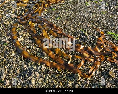 WA21062-00...WASHINGTON - Kelp am Strand von Eastsound auf der Orcas Island, einer der San Juan Inseln. Stockfoto