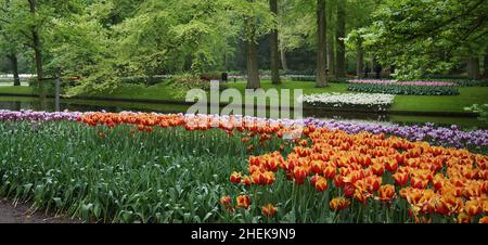 Doppelfarbige Tulpen in einem botanischen Garten. Die Blumenbeete werden durch Gras und Wasser geteilt. Bäume stehen dazwischen. Keukenhof-Gärten Stockfoto