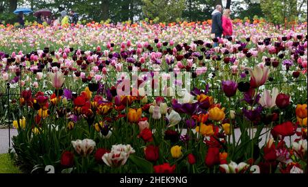 Lisse, Niederlande - Mai 2 2019 Tulpenmeer auf der jährlichen Blumenzwiebelausstellung in Keukenhof. Einige Leute gehen dazwischen. Stockfoto