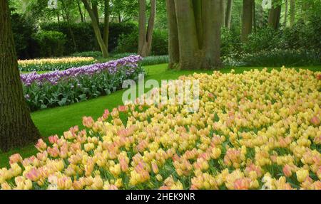 Rosa-gelb-weiße Tulpen in den Gartenanlagen Keukenhof. Im Hintergrund lila-weiße Tulpen und Stämme von beeindruckenden Bäumen. Stockfoto