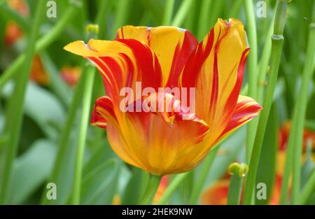 Flammende rote und gelbe Tulpe am Ende der Blütezeit Stockfoto