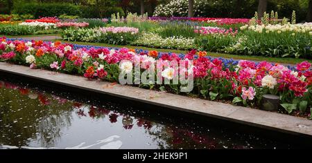 Ein Teich mit mehrfarbigen doppelten Tulpen, der daneben gepflanzt wurde. In der Ferne Blumenbeete mit Tulpen und anderen Blumen. Keukenhof-Gärten Stockfoto