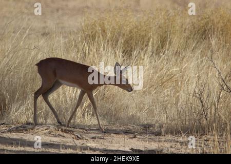 Steenbok im Kgalagadi Stockfoto