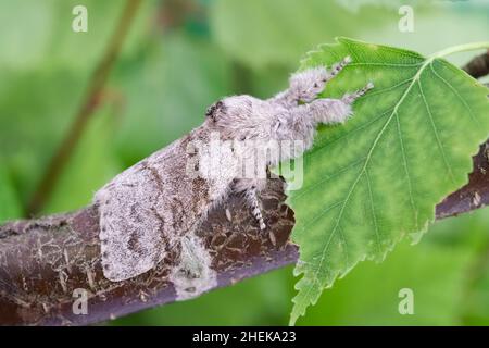 Calliteara pudibunda, Pale Tussock Moth  Norfolk UK Stockfoto