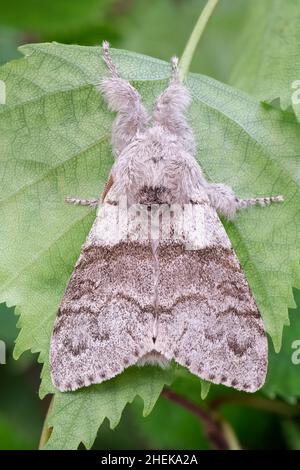 Calliteara pudibunda, Pale Tussock Moth  Norfolk UK Stockfoto