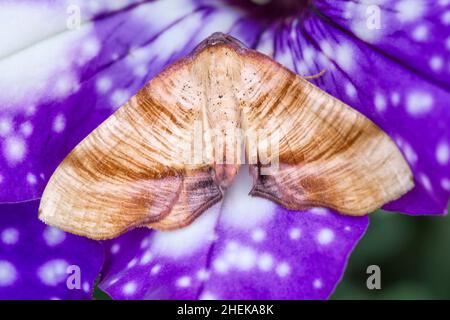 Plagodis dolabraria, Scorched Wing Moth on Petunia Flower  Norfolk UK Stockfoto