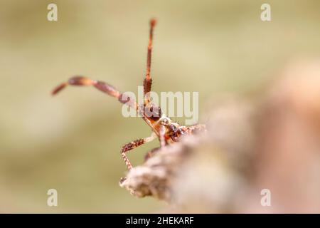 Nahaufnahme von Coreus marginatus, Dock-Bug-Nymphe  Norfolk UK Stockfoto