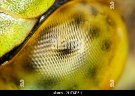 Nahaufnahme von „die Fliege“ aus dem Compound Eye  Norfolk UK Stockfoto