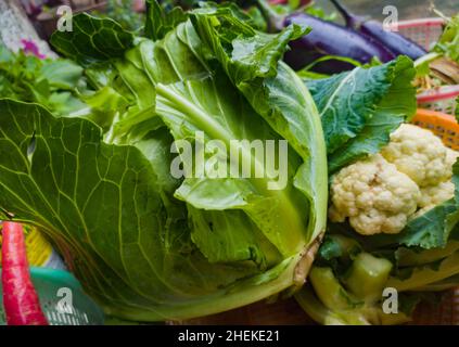 Sortierte Wintergemüse. Kohl, Blumenkohl frisch vom Bio-Bauernhof geerntet und zusammen gehalten. Nahaufnahme. Stockfoto