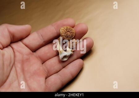 Psilocybin-Pilze in der Hand des Mannes auf goldenem Hintergrund. Psychedelische Magie Golden Teacher Pilze. Halluzinogen-Trip. Psychotrop. Therapie. Stockfoto