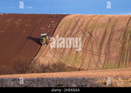 CULLEN, MORAY, GROSSBRITANNIEN. 11th Januar 2022. Dies ist ein Landwirt, der am 11. Januar 2022 in Cullen, Moray, Schottland, ein steiles Feld pflügt, um eine frische landwirtschaftliche Ernte für 2022 zu säen. Quelle: JASPERIMAGE/Alamy Live News Stockfoto