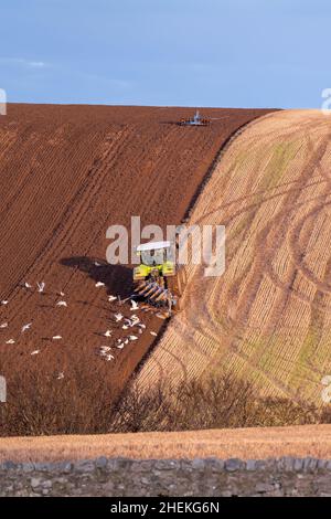 CULLEN, MORAY, GROSSBRITANNIEN. 11th Januar 2022. Dies ist ein Landwirt, der am 11. Januar 2022 in Cullen, Moray, Schottland, ein steiles Feld pflügt, um eine frische landwirtschaftliche Ernte für 2022 zu säen.Quelle: JASPERIMAGE/Alamy Live News Stockfoto