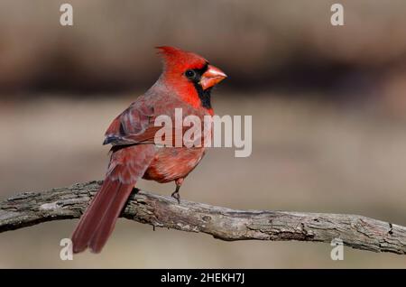 Nördlicher Kardinal, Cardinalis cardinalis, männlich Stockfoto