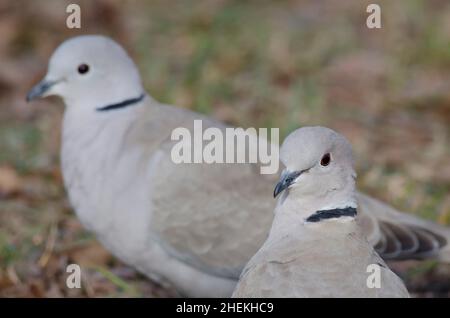 Eurasische HalsTauben, Streptopelia decaocto Stockfoto