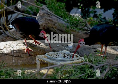 Wilde Vögel genießen einen sonnigen Tag im Freien Stockfoto