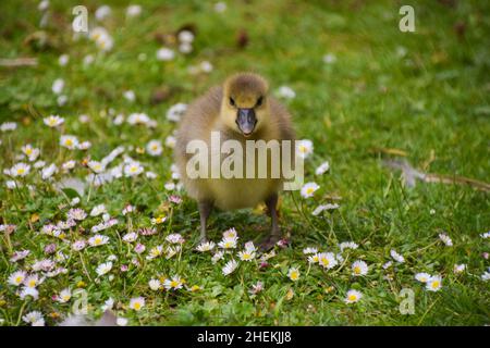 Sehr junges Graugansbaby in einem Park. Stockfoto