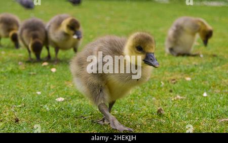 Sehr junge Graugans-Babys erkunden ihre Umgebung in einem Park. Stockfoto