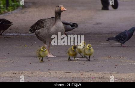 Sehr junge Graugans-Babys erkunden ihre Umgebung in einem Park in London, Großbritannien. Stockfoto