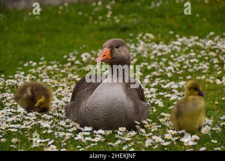 Sehr junge Graugans-Babys und ihre Mutter in einem Park. Stockfoto