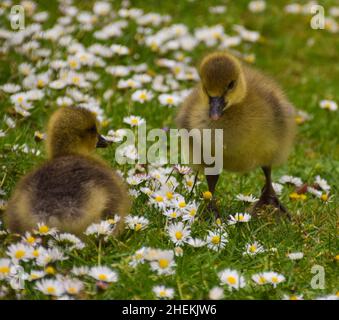 Sehr junge Graugans-Babys erkunden ihre Umgebung in einem Park. Stockfoto