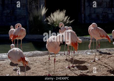 Flamingos genießen einen sonnigen Tag im Freien Stockfoto