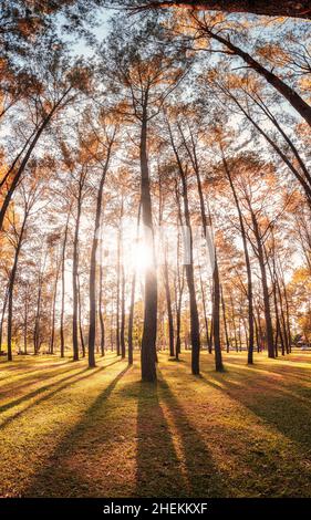 Panorama des Sonnenuntergangs durch die Pinien im Herbstwald auf Naturschutzgebiet Stockfoto