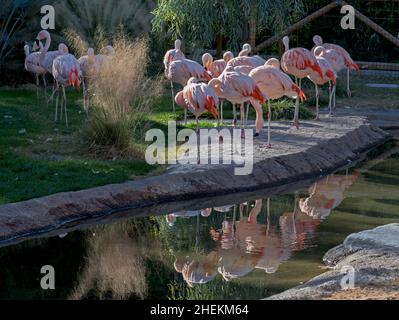 Flamingos genießen einen sonnigen Tag im Freien Stockfoto