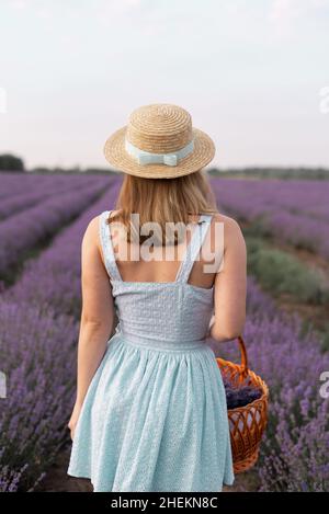 Rückansicht Porträt einer stilvollen Brünette Frau im Strohhut zu Fuß im Freien auf Lavendelfeld. Brunette mit Picknickkorb treffen Sie den Sonnenuntergang, genießen Sie die Stockfoto