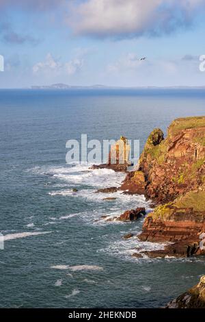 Die Sandsteinfelsen der St Brides Bay mit den Bergen von St Davids Head im Hintergrund, Pembrokeshire Coast National Park, South Wales Stockfoto