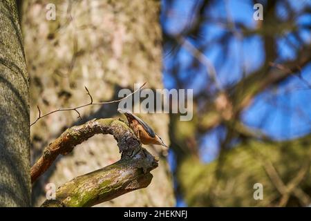 Der eurasische Nuthatch oder Holznuthatch, Sitta europae, ist ein kleiner Singvögel Kurzschwanzvögel mit einem langen Schnabel, blaugrauen Oberteilen und einem schwarzen Stockfoto