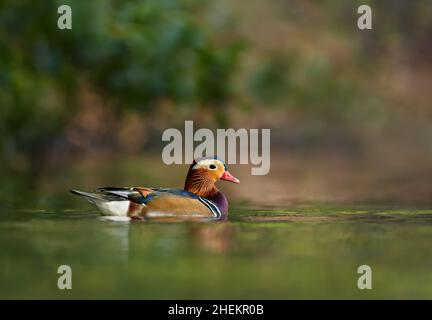 Mandarinente, die weithin als die schönste Ente der Welt gilt und an einem sonnigen Sommertag in Großbritannien im Teich schwimmend Stockfoto