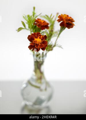 Floraler Hintergrund. Ringelblumen in einer Glasvase auf weißem Hintergrund. Freier Speicherplatz für Text. Stockfoto