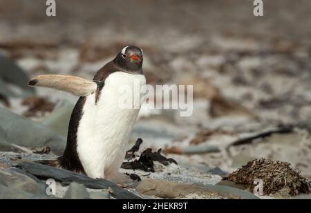Nahaufnahme eines Gentoo-Pinguins, der auf einem felsigen Küstengebiet der Falkland-Inseln unterwegs ist. Stockfoto