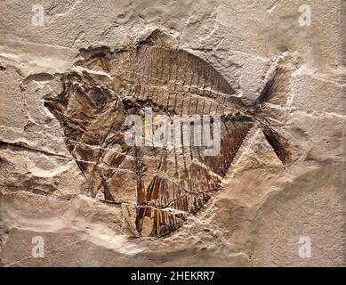 Fossil eines prähistorischen Kreatur. Stockfoto