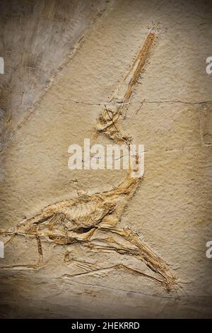 Fossil eines prähistorischen Kreatur. Stockfoto