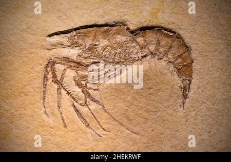 Fossil eines prähistorischen Kreatur. Stockfoto