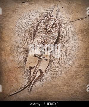 Fossil eines prähistorischen Kreatur. Stockfoto