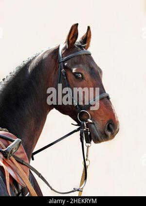 Race нorse Portrait vor hellem Hintergrund Stockfoto