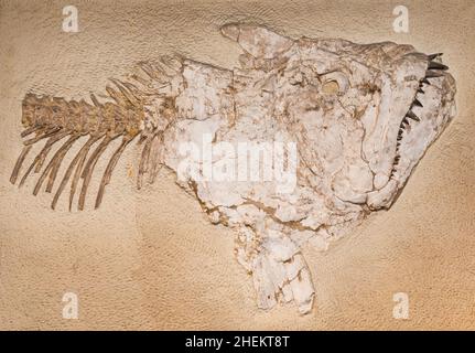 Fossil eines prähistorischen Kreatur. Stockfoto