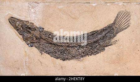 Fossil eines prähistorischen Kreatur. Stockfoto