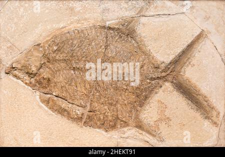 Fossil eines prähistorischen Kreatur. Stockfoto