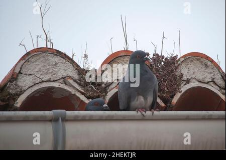 Die Felstaube oder Haustaube, ist eine Art kolumbiforme Vogel. Stockfoto