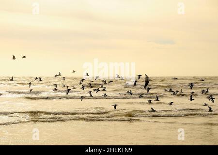 Der Eurasische Austernfischer ist eine Art karadriformen Vogels aus der Familie der Haematopodidae. Stockfoto