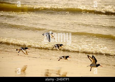 Der Eurasische Austernfischer ist eine Art karadriformen Vogels aus der Familie der Haematopodidae. Stockfoto