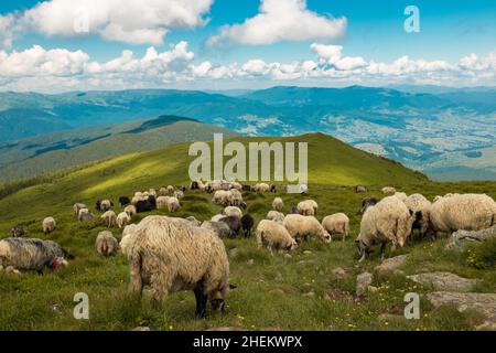 Eine Herde von Schafen, die in den Bergen pasten und wandern. Wunderschöne Naturlandschaft Stockfoto