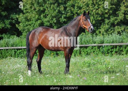 Dressur sportliche Horse Portrait in grünen Waldlichtung Hintergrund Stockfoto