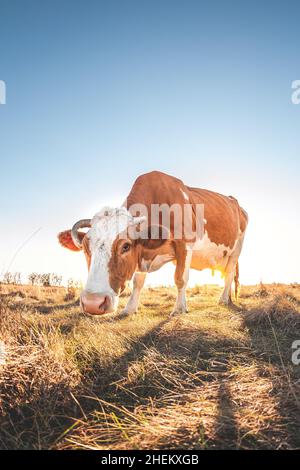 Glückliche Einzelkuh auf der Wiese während des Sommeruntergangs. Grasende Kühe auf landwirtschaftlichen Flächen. Rinder fressen trockenes Gras im Herbstfeld. Mehrere Kühe grasen ein Stockfoto