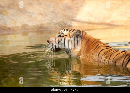 Royal Bengal Tiger chillt im Wasser im Vandalur Zoo Stockfoto