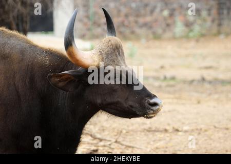 Gaur ist auch bekannt als der indische Bison, ist ein Rind, das in Süd- und Südostasien beheimatet ist und als gefährdet aufgeführt wurde Stockfoto